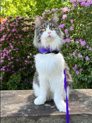 brown tabby with white maine coon girl on harness and leash in the grass.