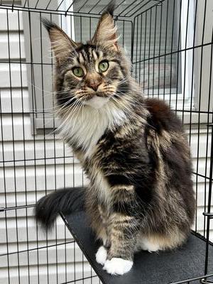 purebred tabby with white maine coon cat.