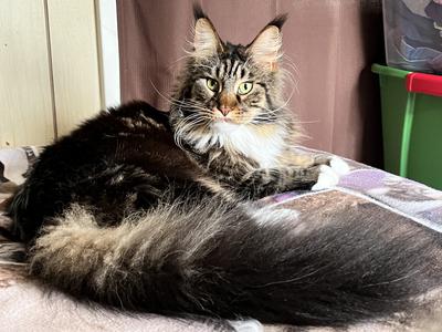 Pretty Violet purebred tabby with white maine coon cat with huge tail.