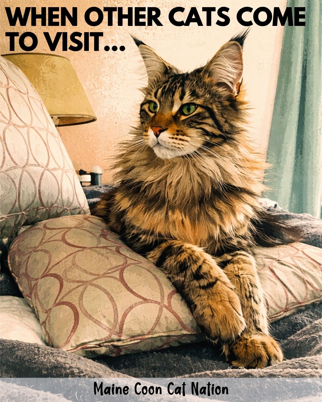 maine coon cat resting on pillows and looking alert.