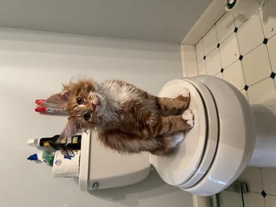 red and white purebred maine coon kitten sitting on a closed toilet lid.