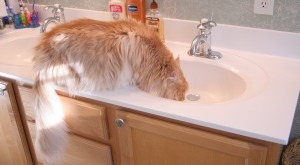 Big Maine Coon cat with his head under the faucet big maine coon cat with his head under the faucet