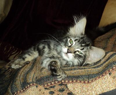 cute sleepy brown tabby maine coon kitten.