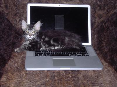 cute brown kitten on a laptop keyboard.