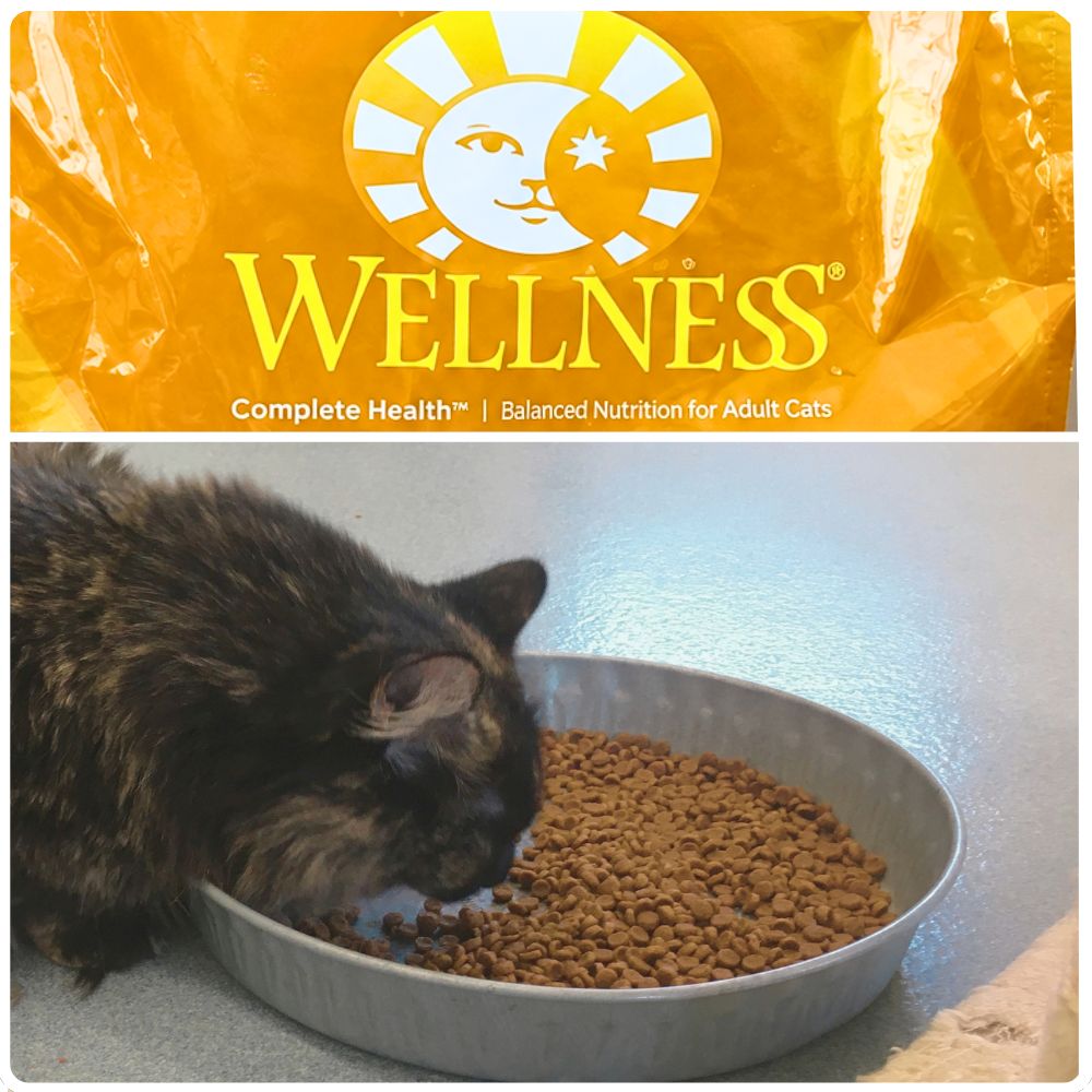 Long-haired cat eating dry food from a metal dish, with a close-up of the Wellness Complete Health bag label above.
