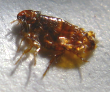 closeup photo of adult flea