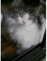 Cute Fuzzy Kitten