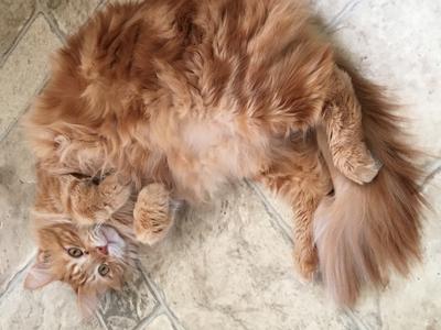fluffy orange Maine Coon with belly exposed on tiled floor.