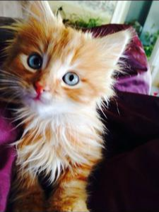 adorable tiny fluffy red kitten with blue eyes.