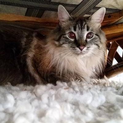 Whiskey