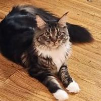 Enzo white and brown rescued maine coon cat