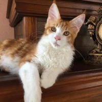 Tiltill white and orange maine coon kitten