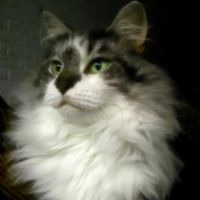 Lucy white and brown tabby