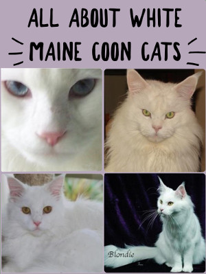 White Maine Coon Cats