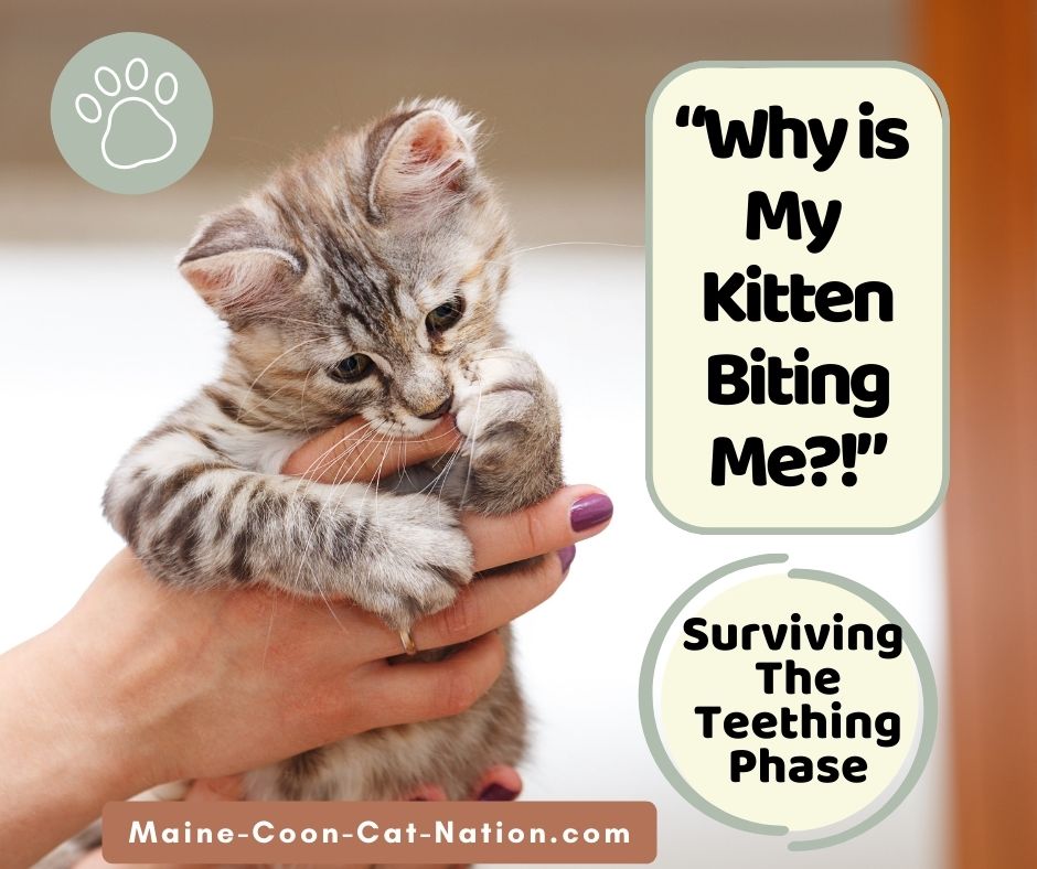 Surviving the Teething Phase small kitten in hand biting at the fingers with the words why is my kitten biting and surviving the teething phase