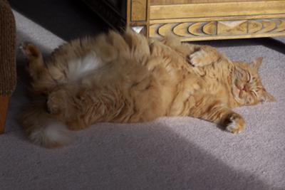 wiley the happy red cat