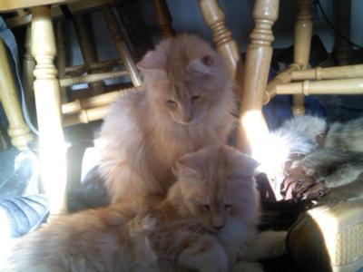 Wiley and Coyote