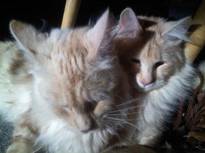 Wiley and Coyote