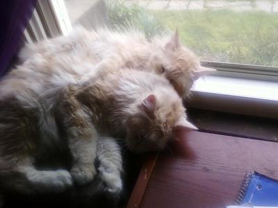 Wiley and Coyote