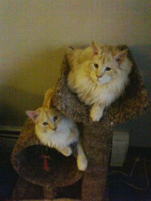 Wiley and Coyote