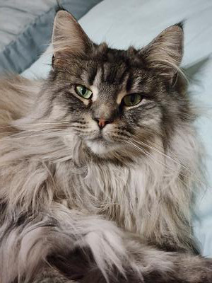 lovely purebred female silver tabby maine coon cat lovely purebred female silver tabby maine coon cat