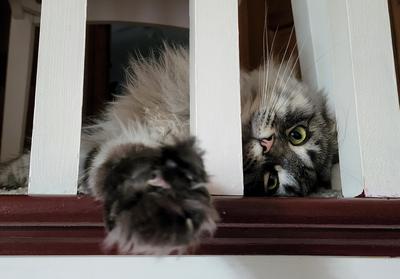 silver maine coon girl reaching through railing.