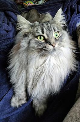 silver female maine coon with large fluffy ruff.