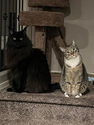 big fluffy black maine coon cat with cute shorthaired kitty.
