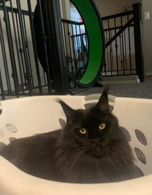 big black maine coon sitting in a laundry basket.
