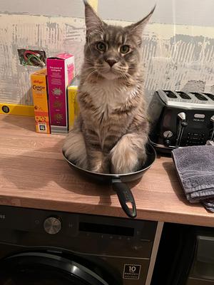 blue maine coon cat sitting in a frying pan.