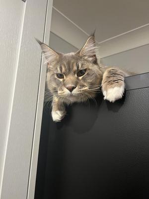 Willow silver tabby maine coon cat looking down from top of refrigerator