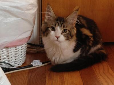 Willow