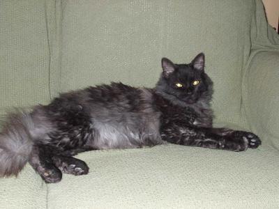 Willow