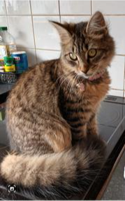 Willow brown tabby kitty with a fluffy tail.