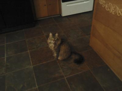 Willow