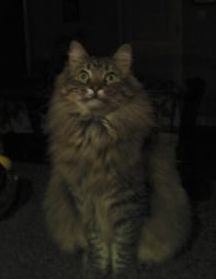 Willow