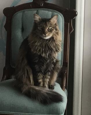 Willy handsome brown maine coon on an armchair
