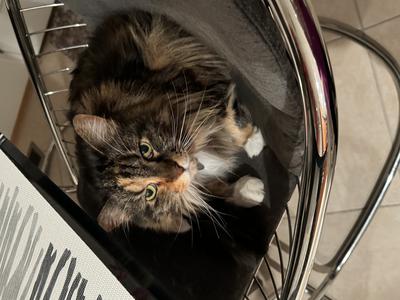 fluffy tortie female maine coon cat.