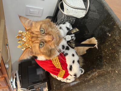 orange maine coon cat wearing royal robe costume.