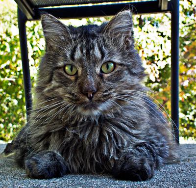 Winston