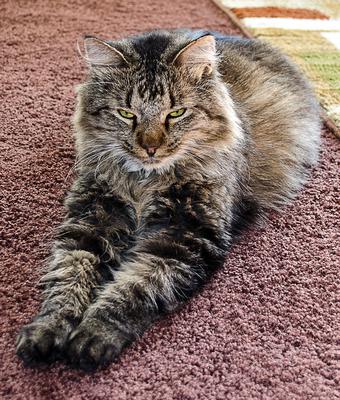 Winston