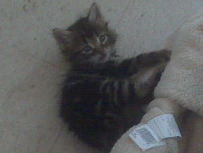 Winston