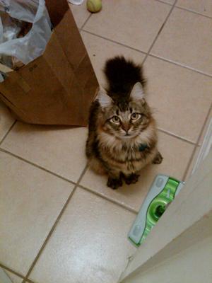Winston