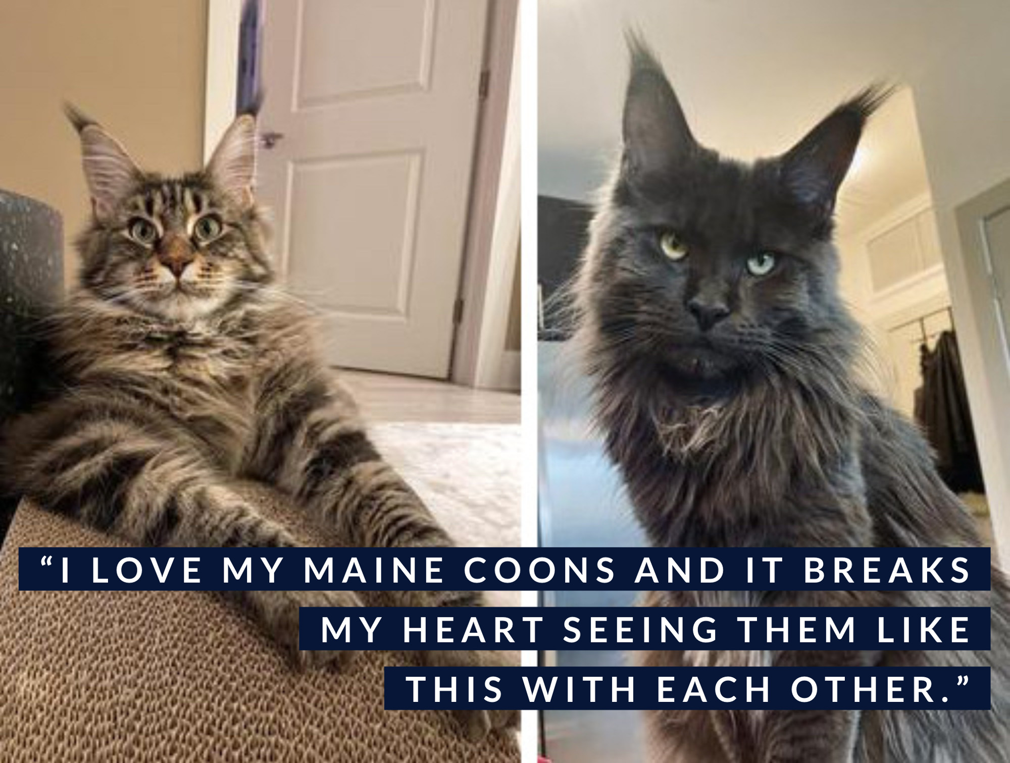 Two Female Maine Coon Cats