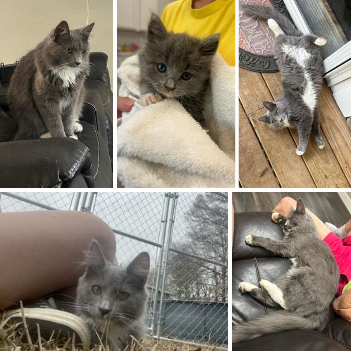 collage of gray and white cat at various ages. collage of gray and white cat at various ages.