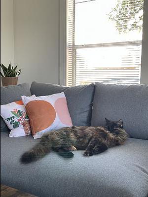 Wookie fluffy tortie kitty