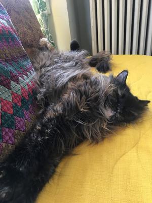 female tortie cat sprawled on bed.
