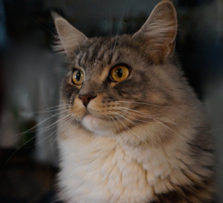 Garvy fluffy brown tabby kitty