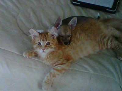 Buddies ginger kitten and dog laying together