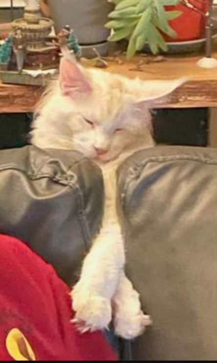 Wrigley can sleep anywhere! cream colored maine coon sleeping with his arms wedged in couch cushions.
